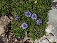 Koulenka (Globularia meridionalis (Podp.) O. Schwarz)    