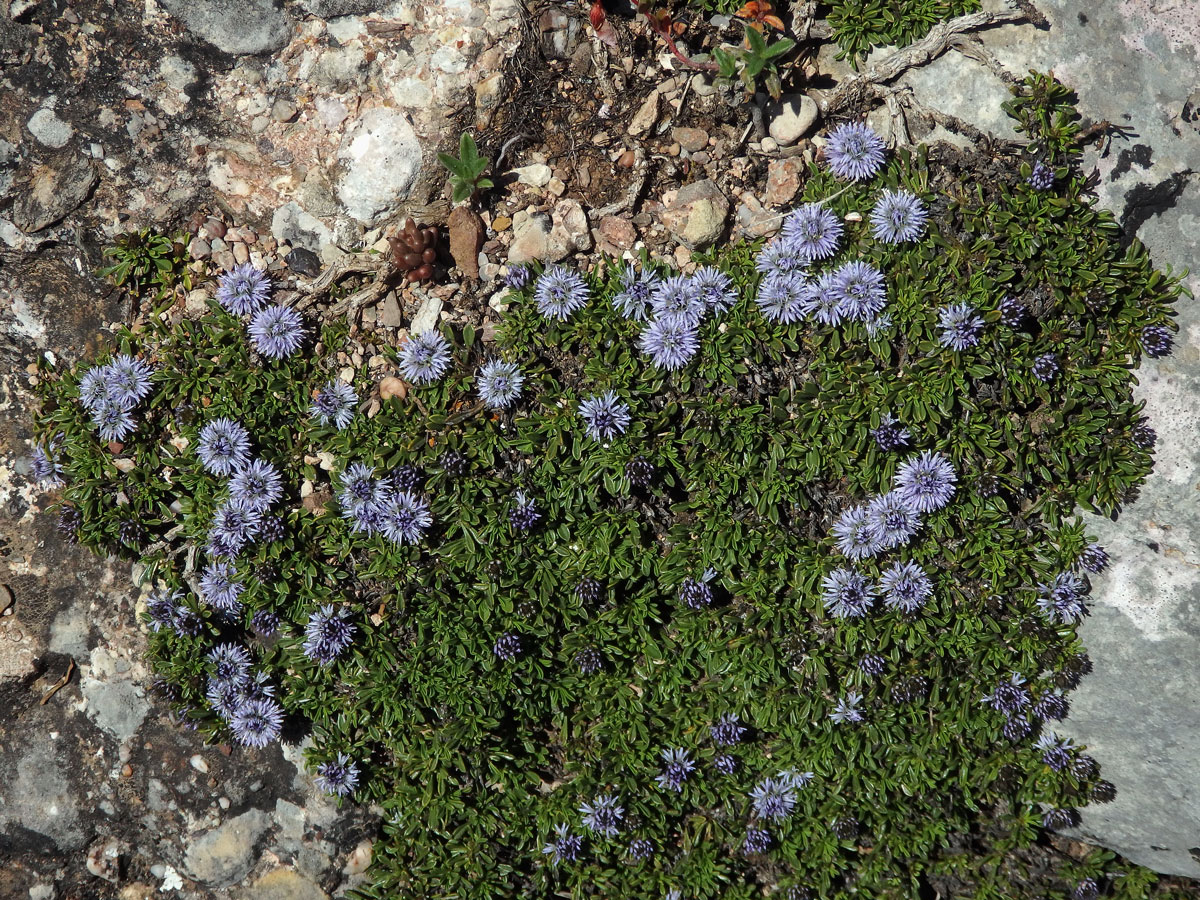 Koulenka (Globularia meridionalis (Podp.) O. Schwarz)