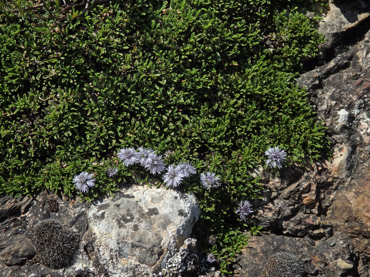 Koulenka (Globularia meridionalis (Podp.) O. Schwarz)