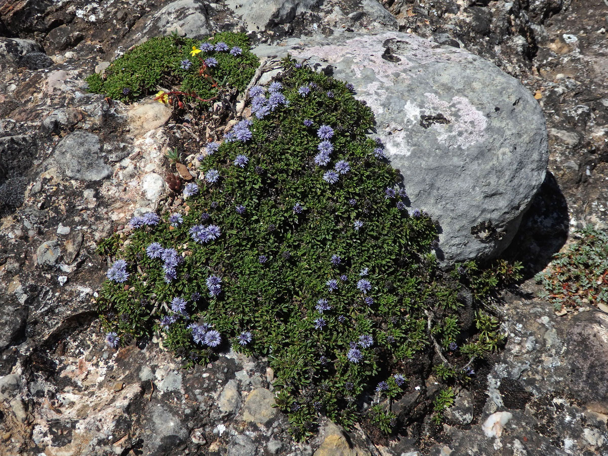 Koulenka (Globularia meridionalis (Podp.) O. Schwarz)