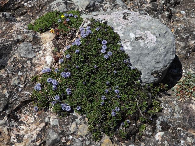 Koulenka (Globularia meridionalis (Podp.) O. Schwarz)