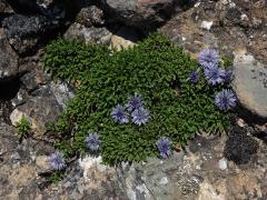 Koulenka (Globularia meridionalis (Podp.) O. Schwarz)