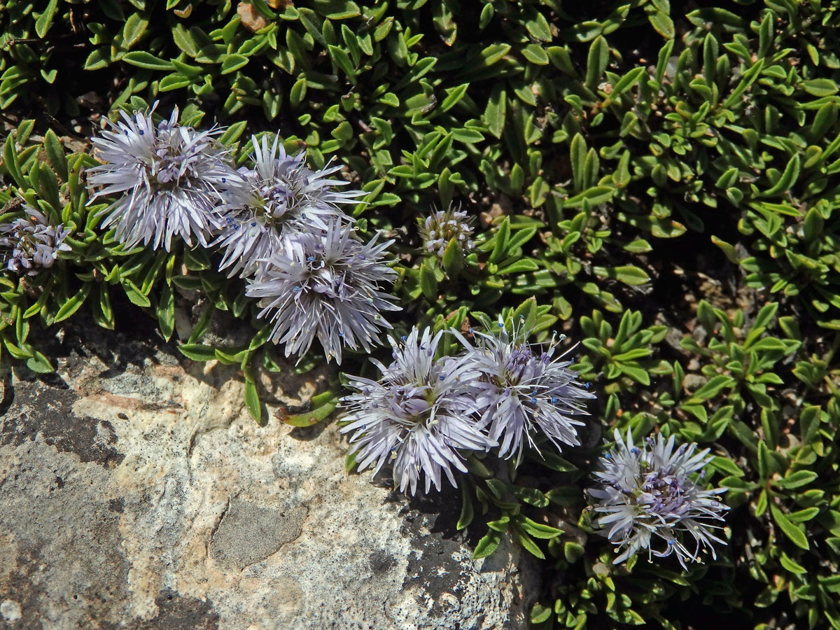 Koulenka (Globularia meridionalis (Podp.) O. Schwarz)