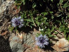 Koulenka (Globularia meridionalis (Podp.) O. Schwarz)