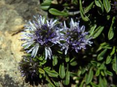 Koulenka (Globularia meridionalis (Podp.) O. Schwarz)