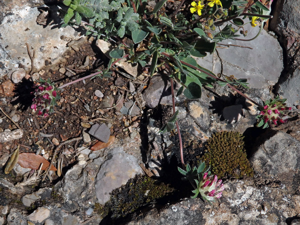 Úročník (Anthylis vulneraria subsp. maura (Beck) Maire)