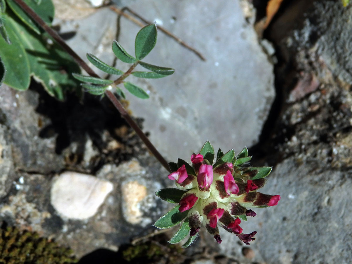 Úročník (Anthylis vulneraria subsp. maura (Beck) Maire)