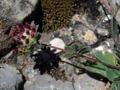 Úročník (Anthylis vulneraria subsp. maura (Beck) Maire)