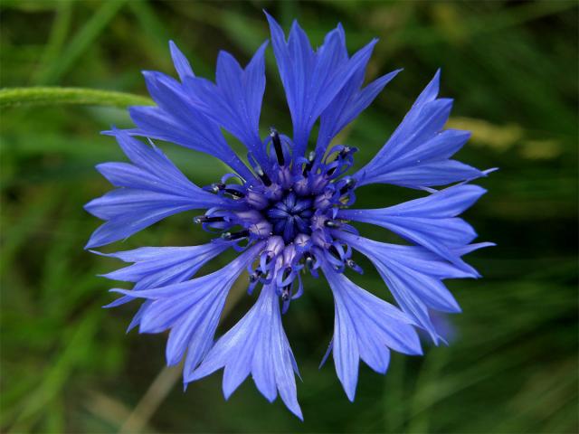 Chrpa modrá (Centaurea cyannus L.)