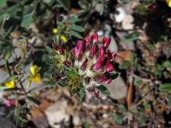 Úročník (Anthylis vulneraria subsp. maura (Beck) Maire)