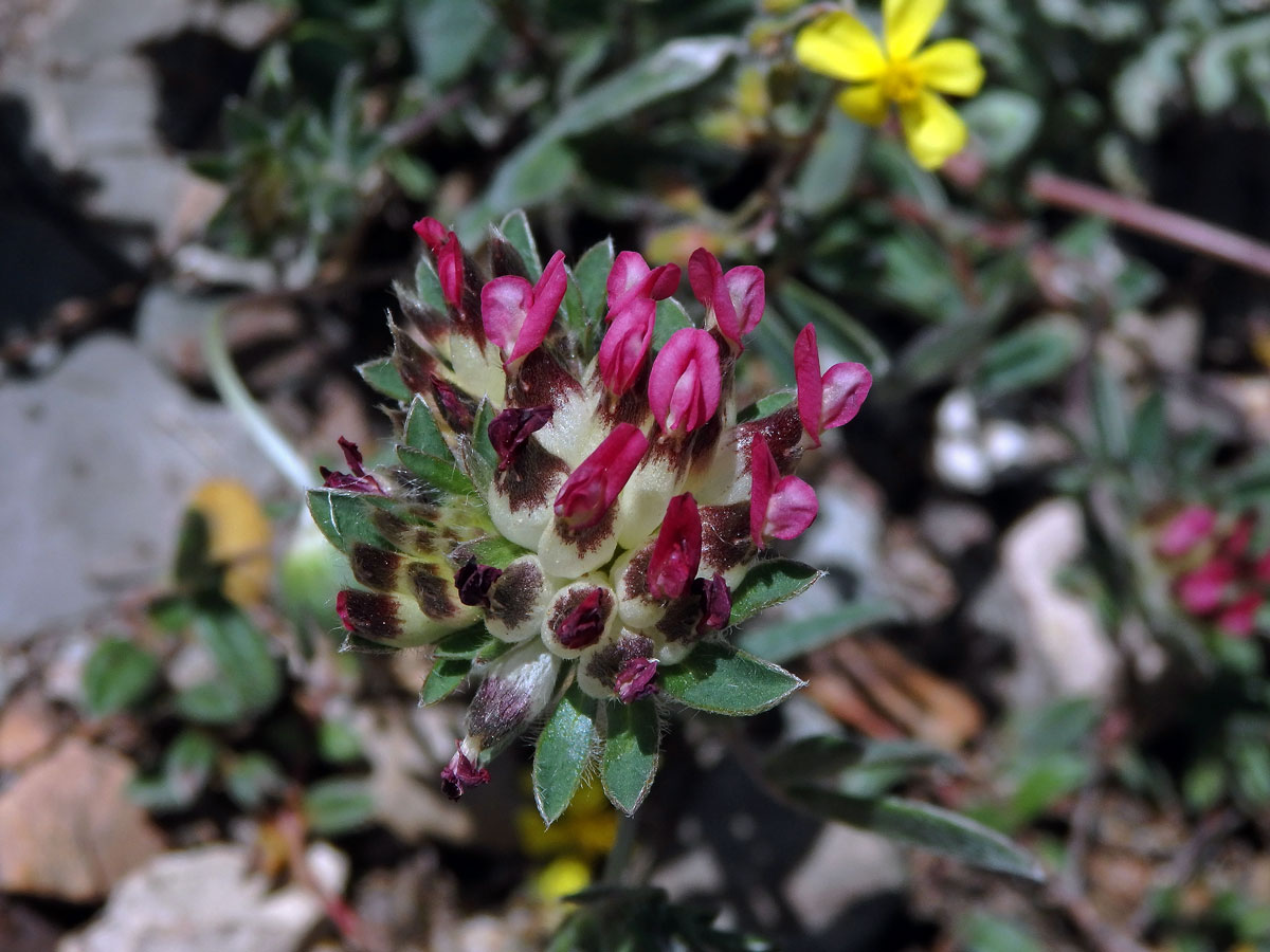 Úročník (Anthylis vulneraria subsp. maura (Beck) Maire)