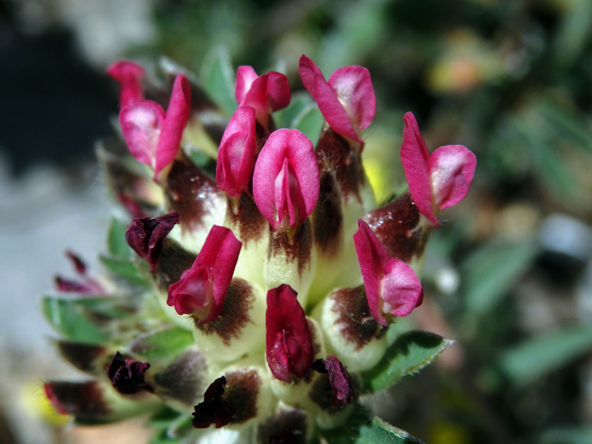 Úročník (Anthylis vulneraria subsp. maura (Beck) Maire)