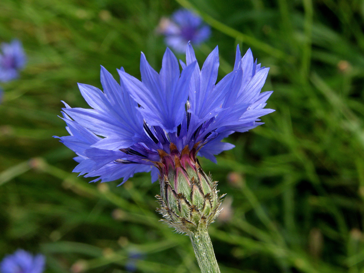 Chrpa modrá (Centaurea cyannus L.)