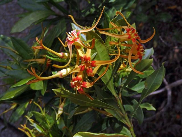 Krutikvět (Strophanthus speciosus (Ward & Harv.) Reber)