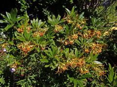 Krutikvět (Strophanthus speciosus (Ward & Harv.) Reber)