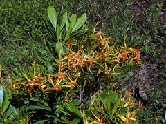 Krutikvět (Strophanthus speciosus (Ward & Harv.) Reber)