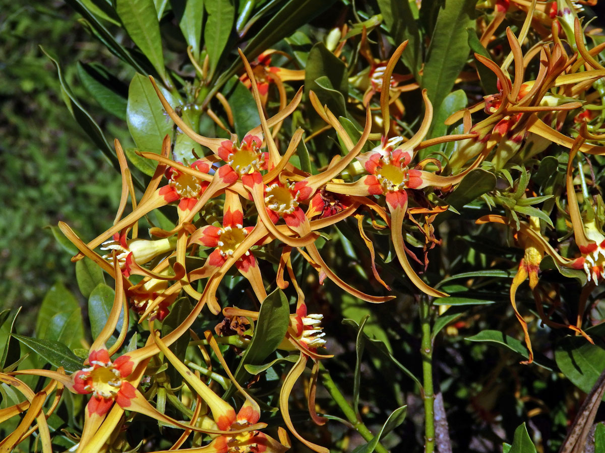 Krutikvět (Strophanthus speciosus (Ward & Harv.) Reber)