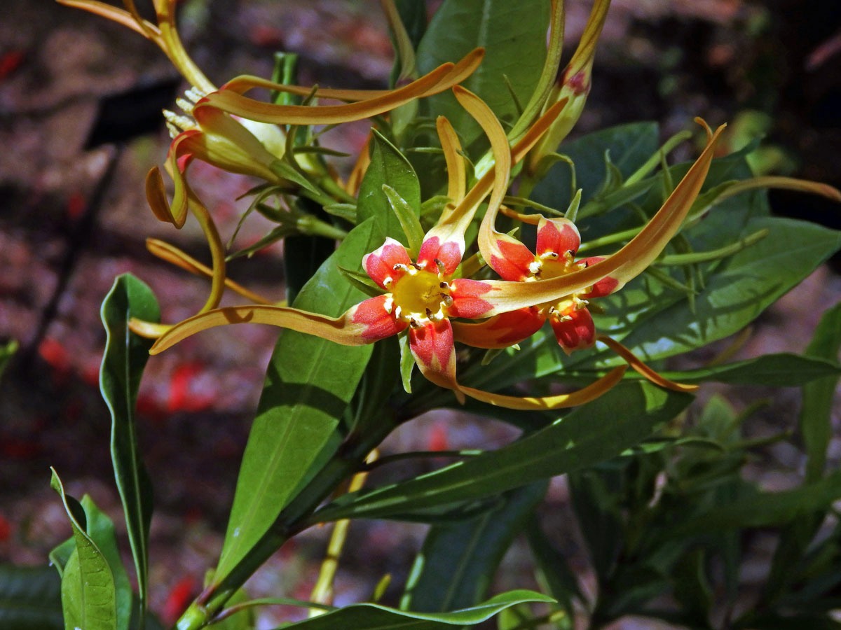 Krutikvět (Strophanthus speciosus (Ward & Harv.) Reber)