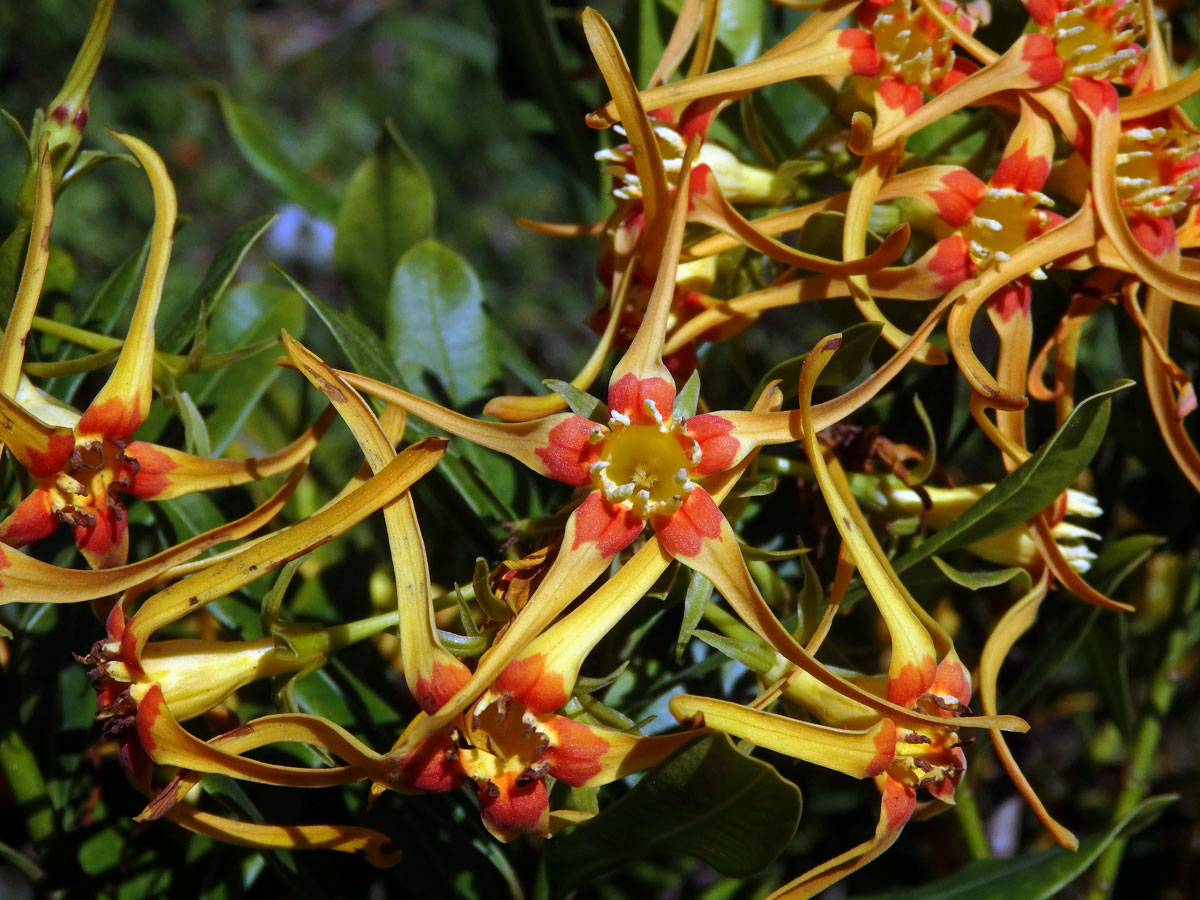 Krutikvět (Strophanthus speciosus (Ward & Harv.) Reber)