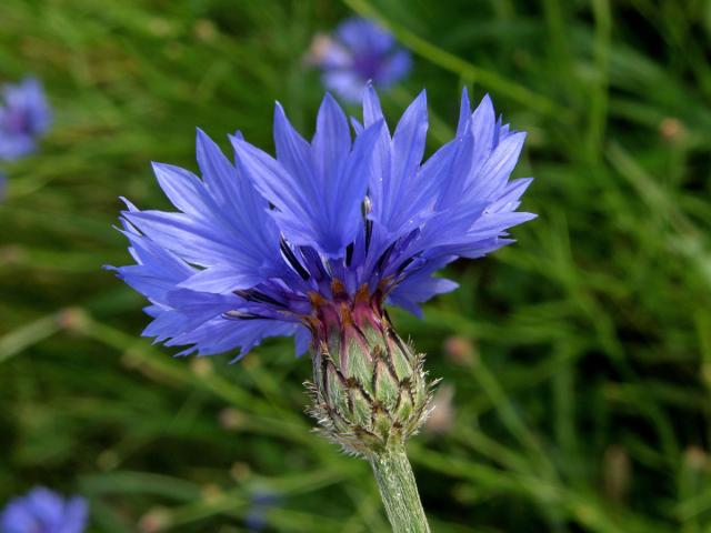 Chrpa modrá (Centaurea cyannus L.)