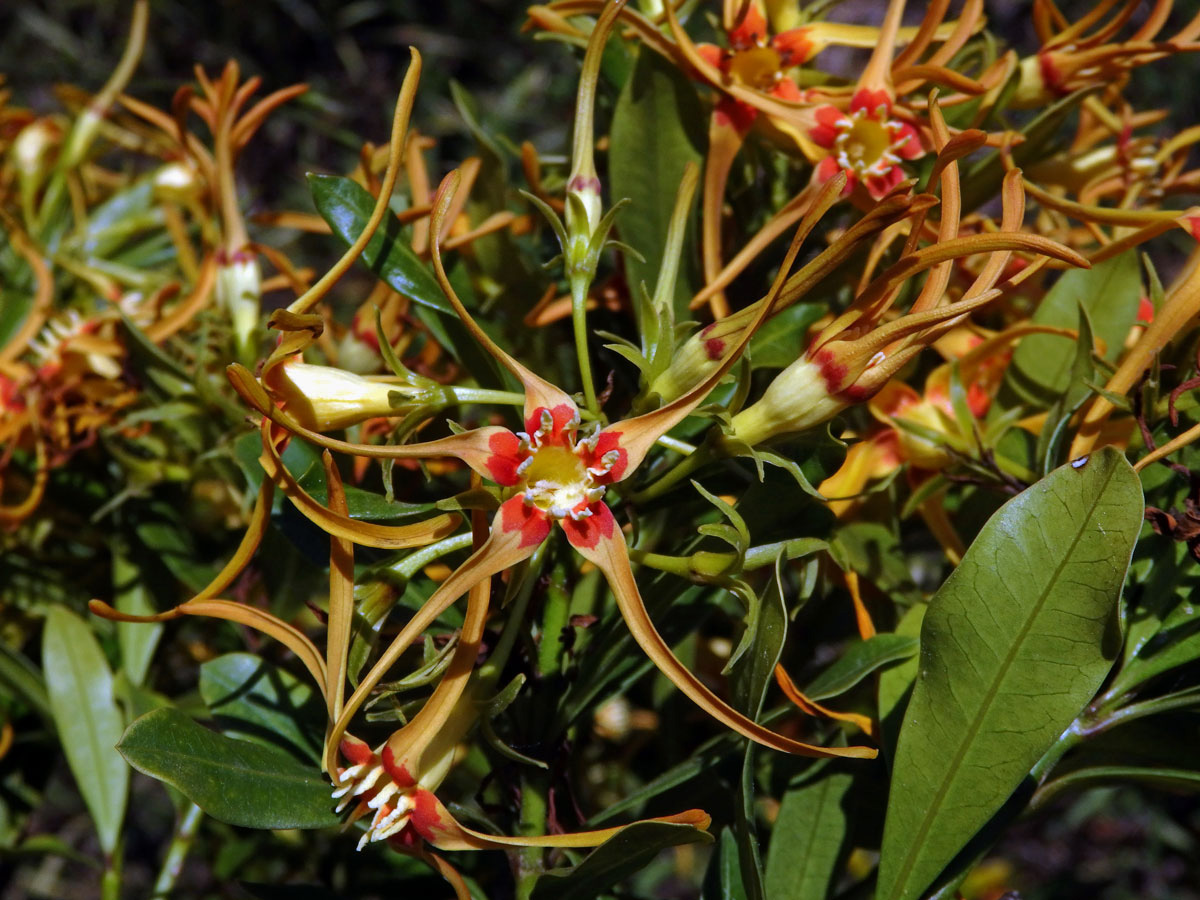 Krutikvět (Strophanthus speciosus (Ward & Harv.) Reber)