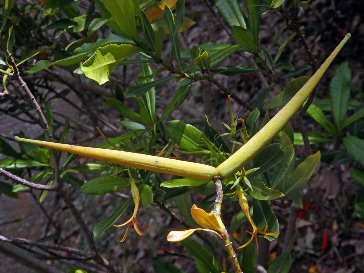 Krutikvět (Strophanthus speciosus (Ward & Harv.) Reber)