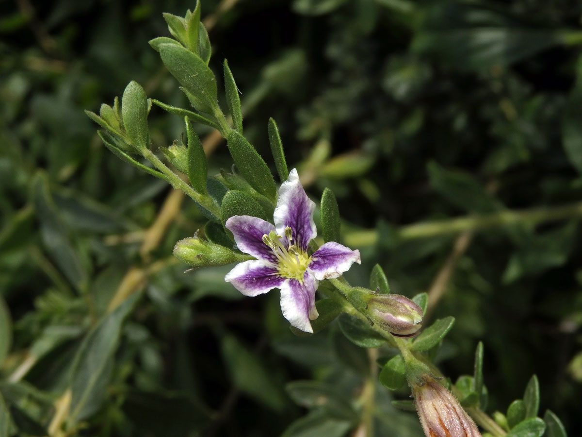 Kustovnice (Lycium chilense Bertero)