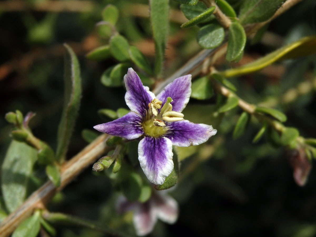 Kustovnice (Lycium chilense Bertero)