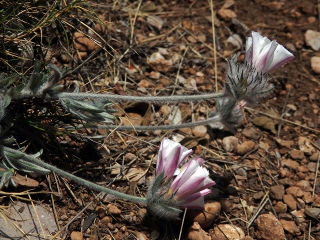 Svlačec (Convolvulus lanuginosus Desr.)