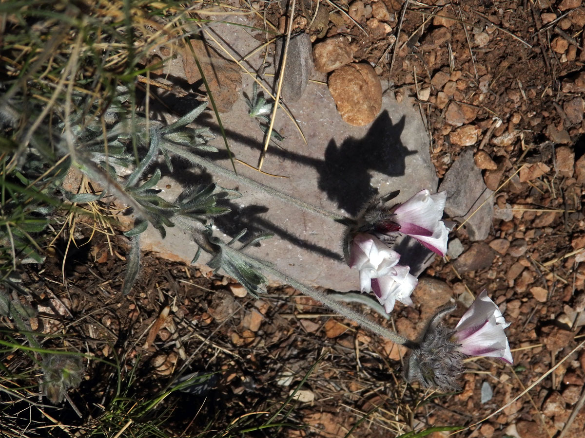 Svlačec (Convolvulus lanuginosus Desr.)