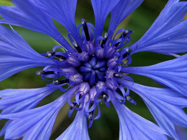 Chrpa modrá (Centaurea cyannus L.)