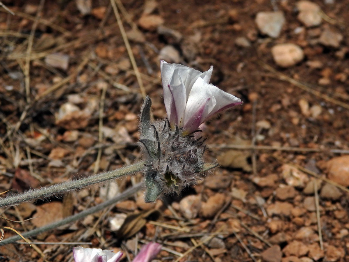 Svlačec (Convolvulus lanuginosus Desr.)