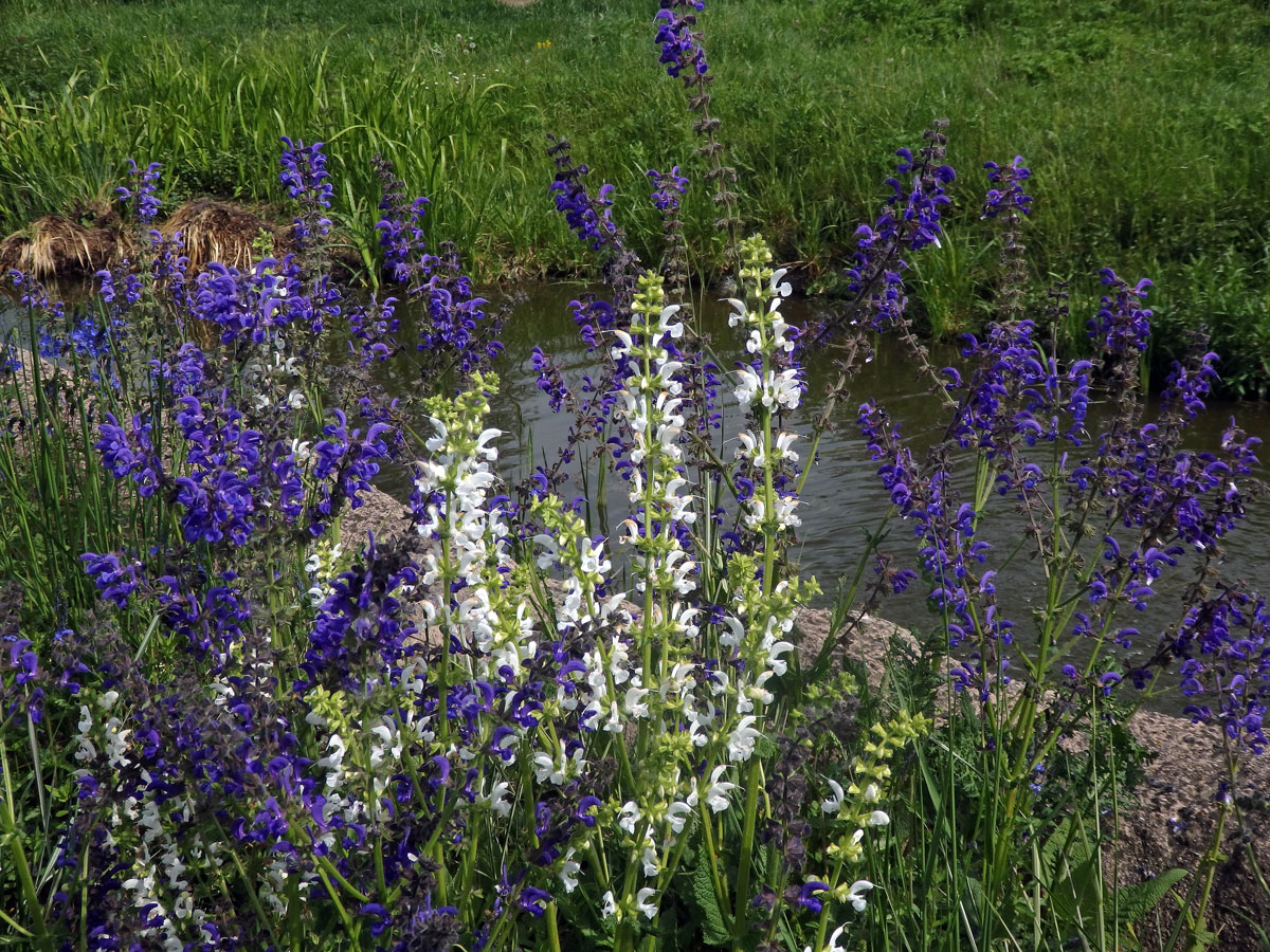 Šalvěj luční (Salvia pratensis L.) s bílými květy