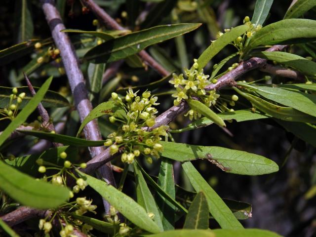 Pepřovec (Schinus longifolius (Lindl.) Speg.)