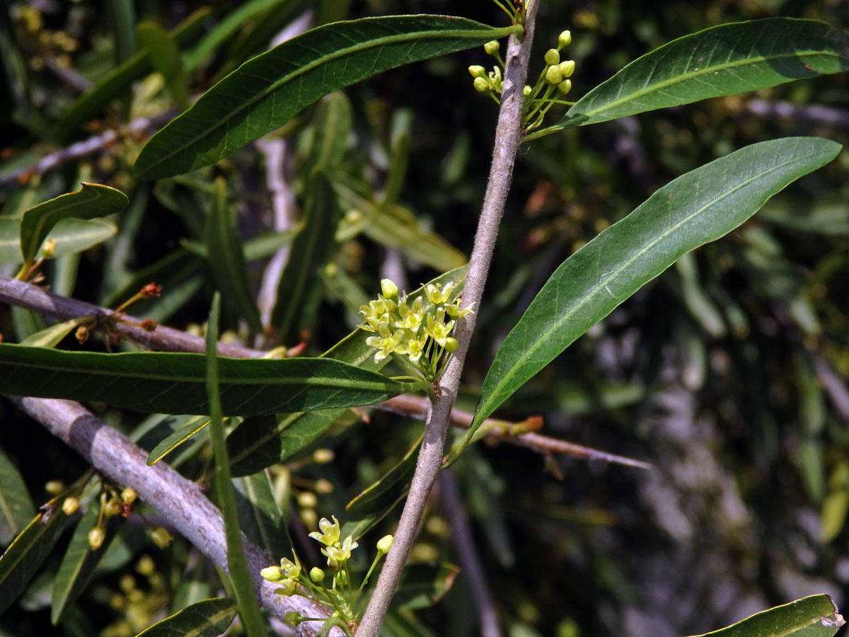 Pepřovec (Schinus longifolius (Lindl.) Speg.)