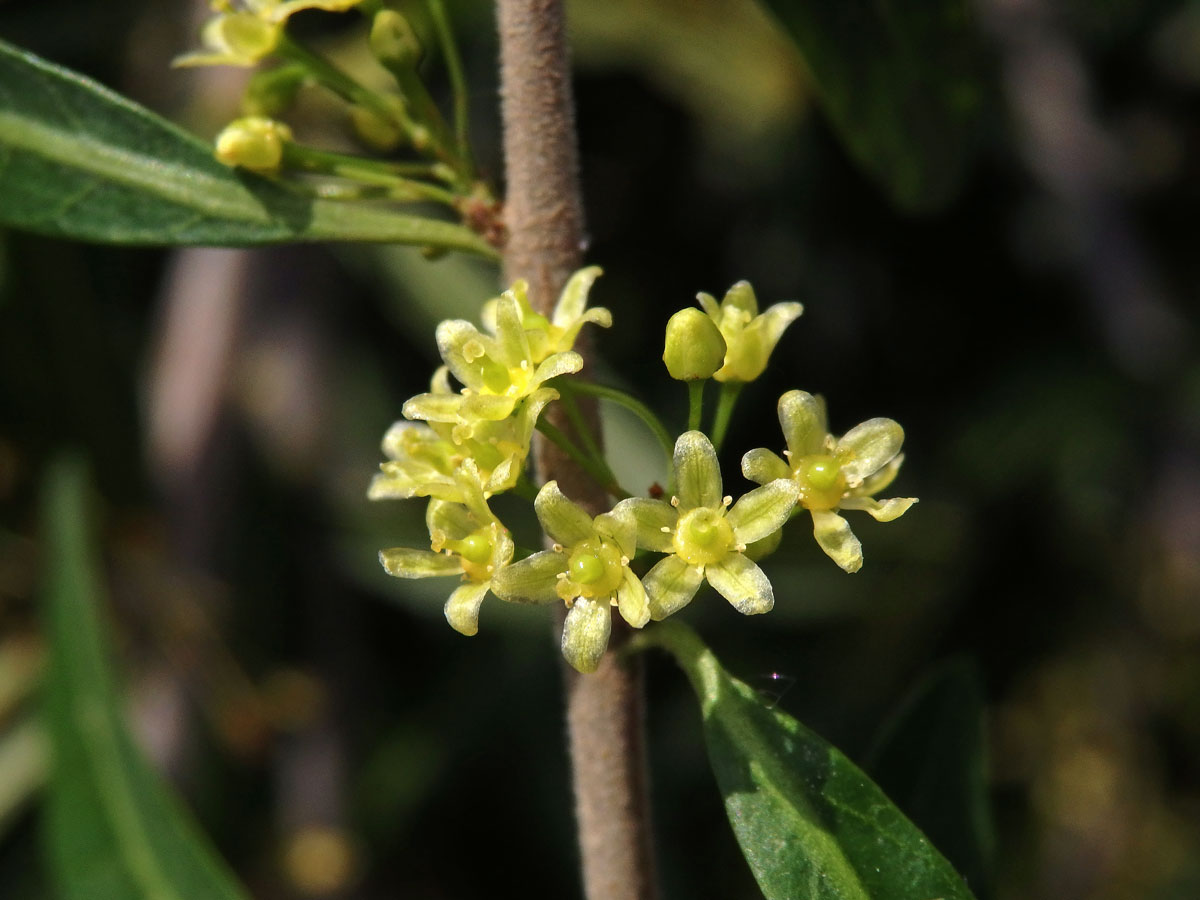 Pepřovec (Schinus longifolius (Lindl.) Speg.)