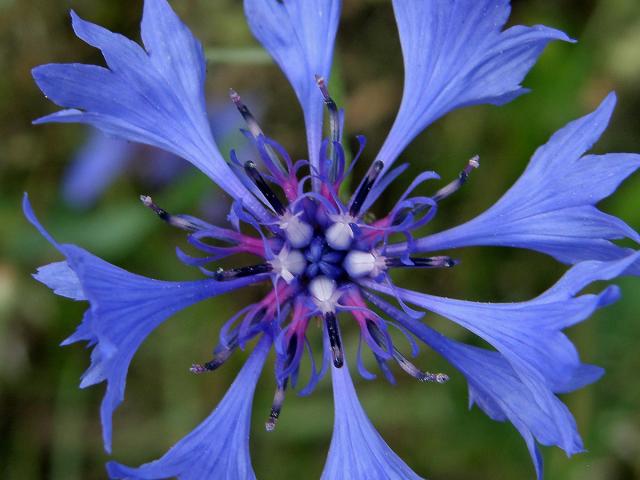 Chrpa modrá (Centaurea cyannus L.)