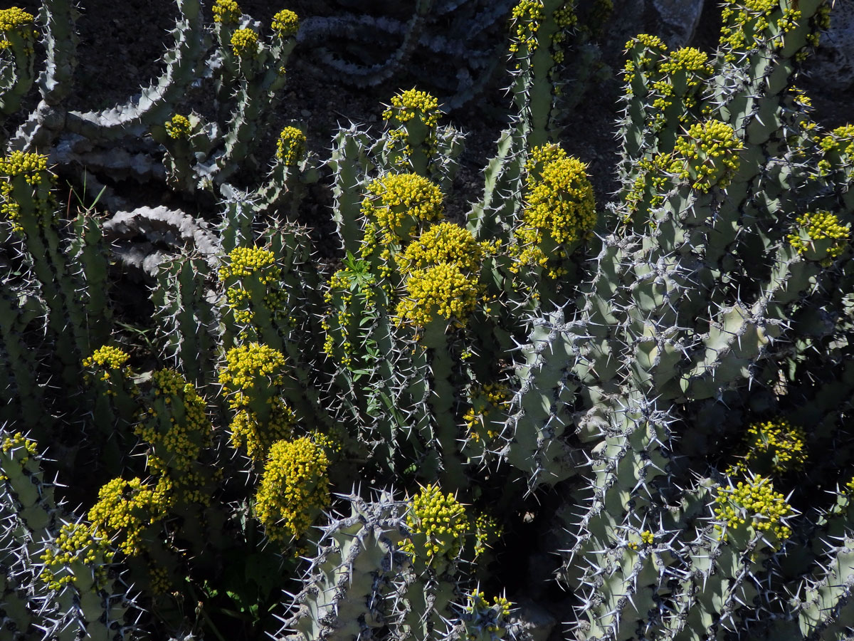 Pryšec (Euphorbia caerulescens Haw.)