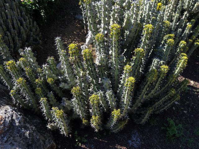 Pryšec (Euphorbia caerulescens Haw.)