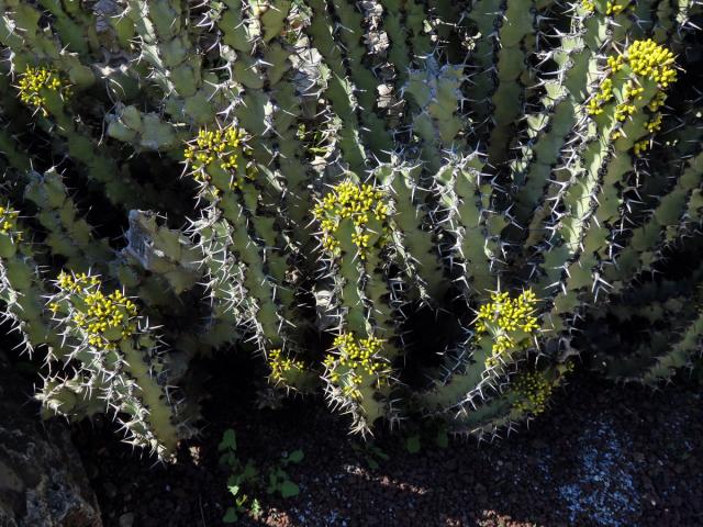 Pryšec (Euphorbia caerulescens Haw.)