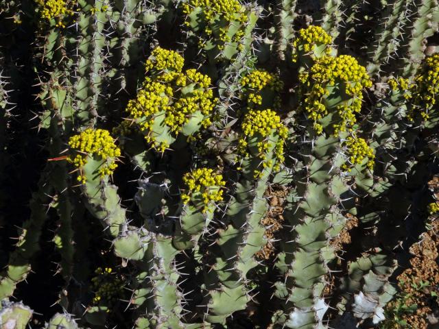 Pryšec (Euphorbia caerulescens Haw.)