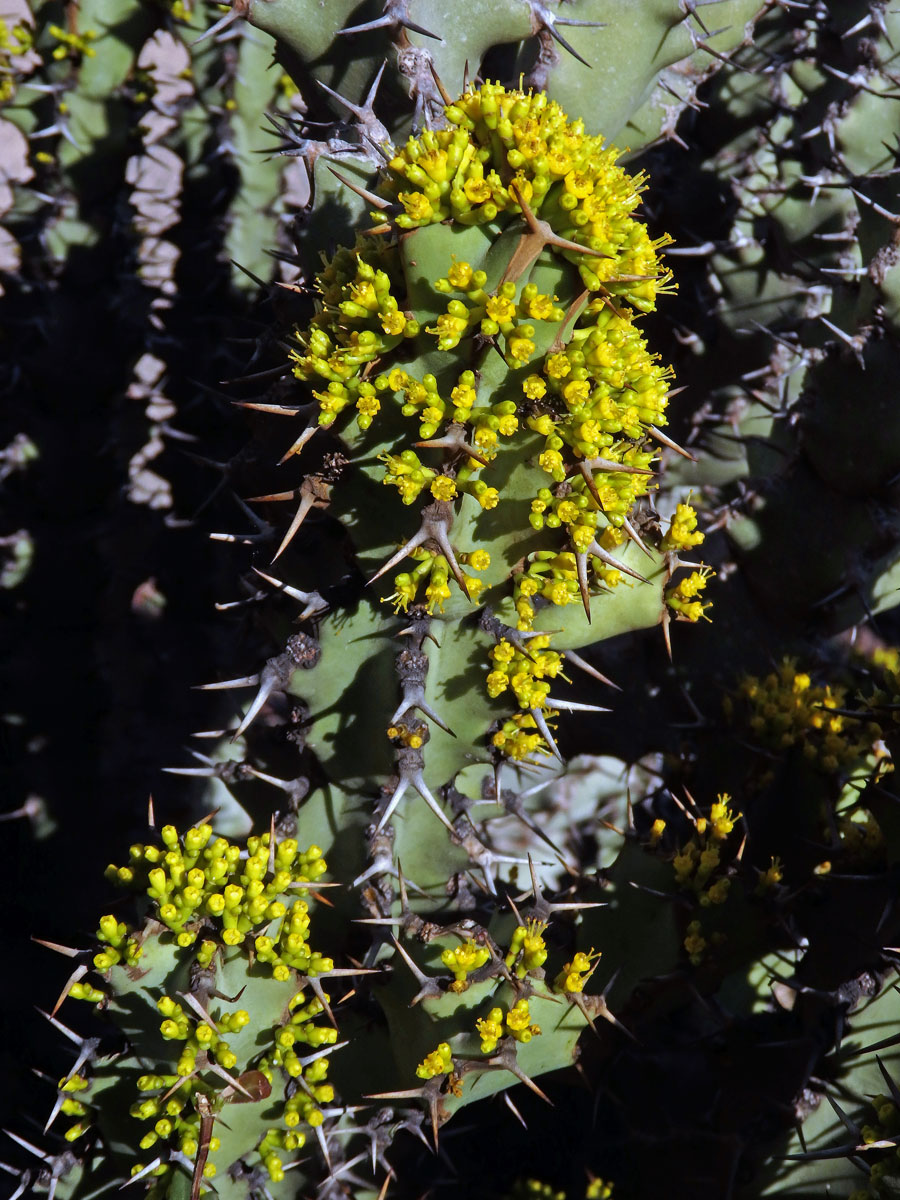 Pryšec (Euphorbia caerulescens Haw.)