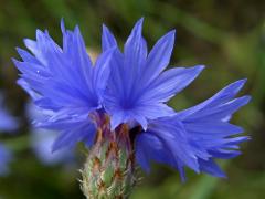 Chrpa modrá (Centaurea cyannus L.)