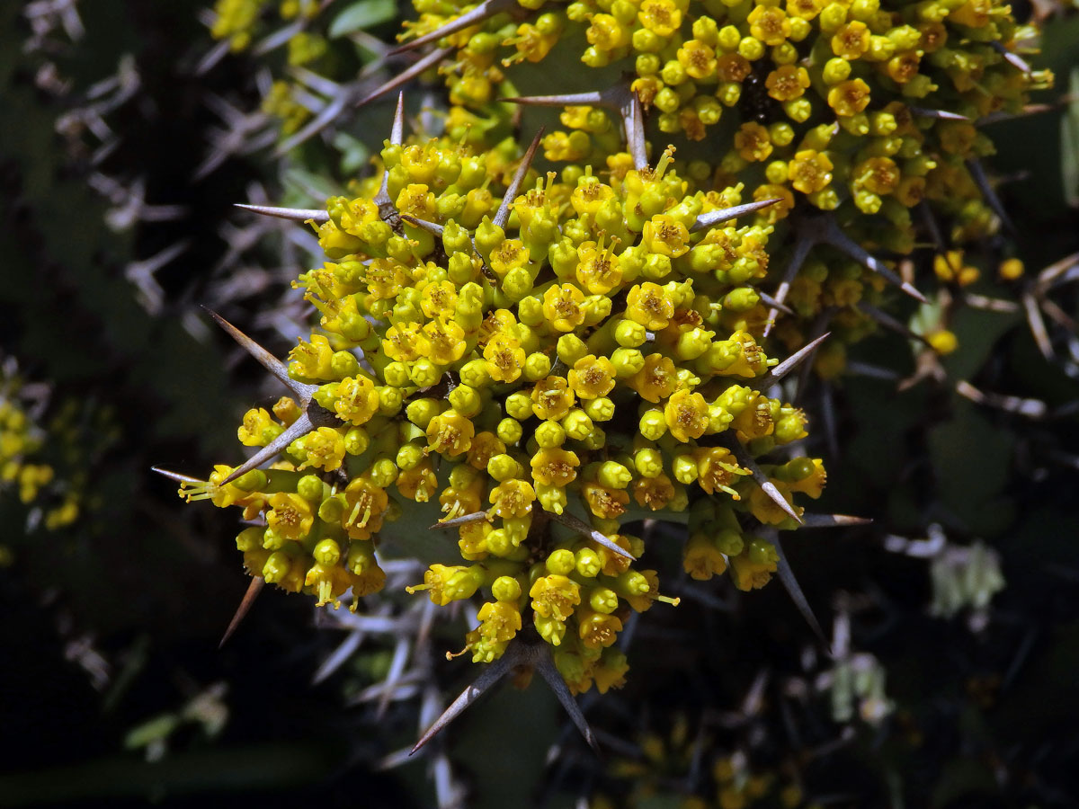 Pryšec (Euphorbia caerulescens Haw.)