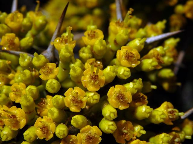 Pryšec (Euphorbia caerulescens Haw.)