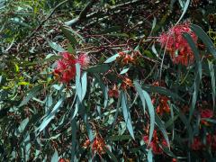 Blahovičník (Eucalyptus torquata Luehm.)    