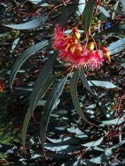 Blahovičník (Eucalyptus torquata Luehm.)
