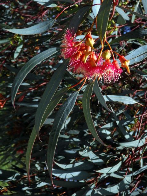 Blahovičník (Eucalyptus torquata Luehm.)