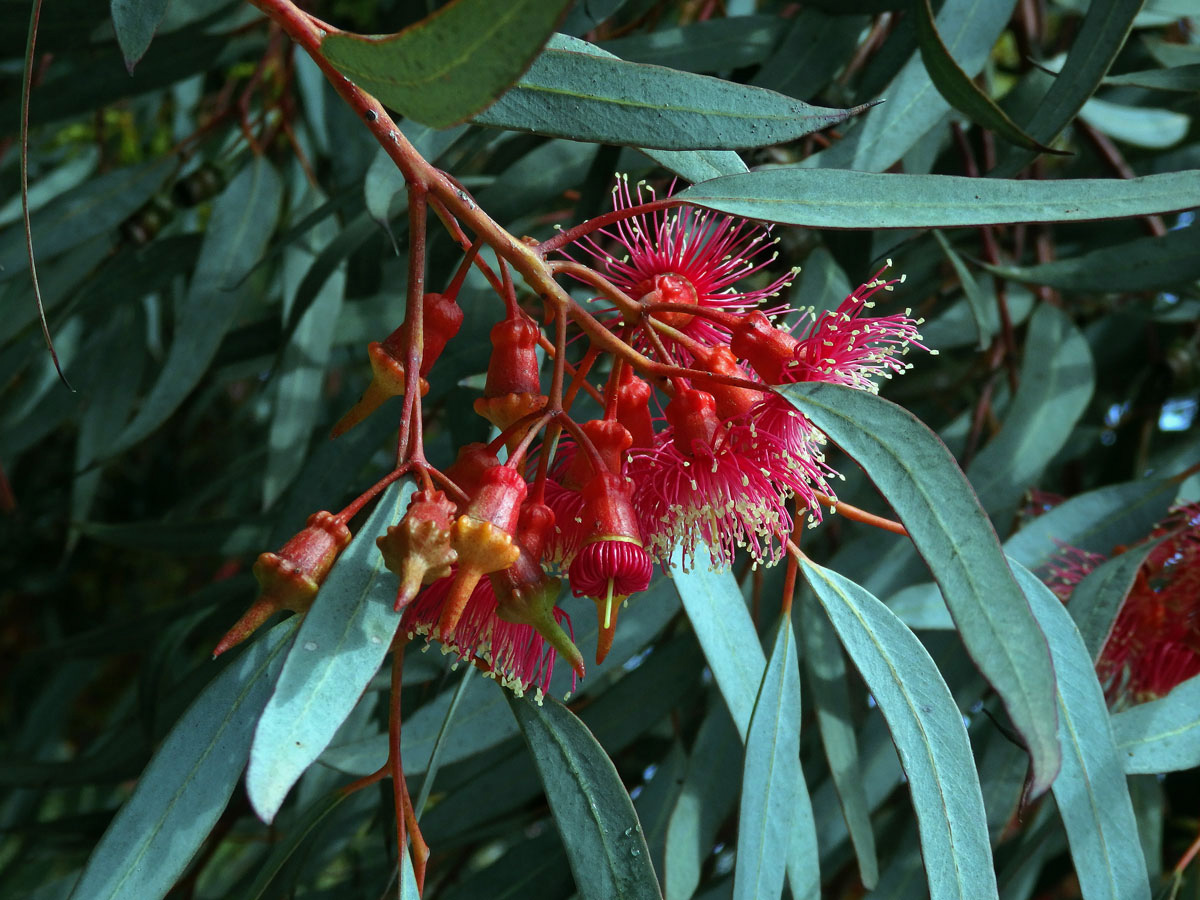 Blahovičník (Eucalyptus torquata Luehm.)