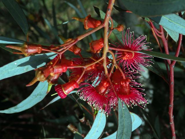 Blahovičník (Eucalyptus torquata Luehm.)